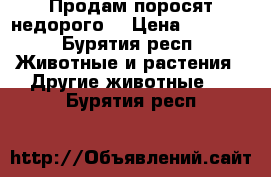 Продам поросят недорого  › Цена ­ 5 000 - Бурятия респ. Животные и растения » Другие животные   . Бурятия респ.